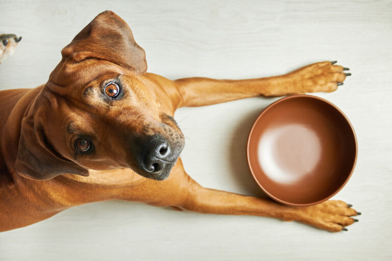 The 8 Best Dog Foods 2024   Shutterstock 1921117940 768x512 