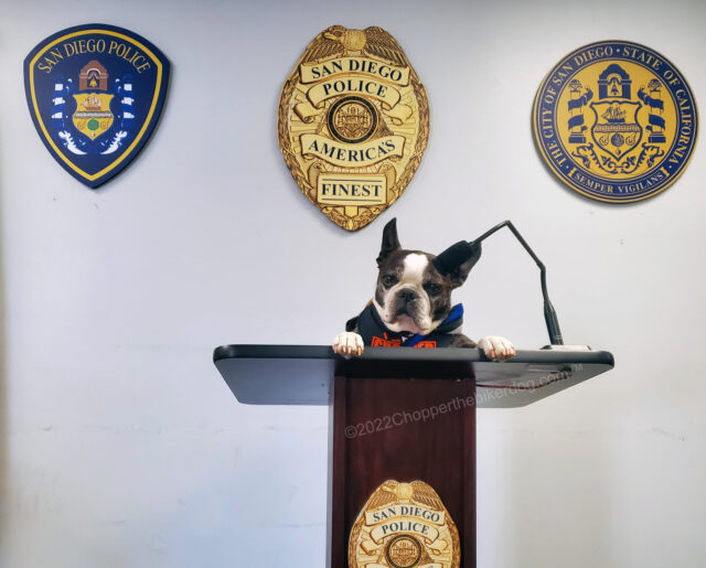 Boston Terrier making an announcement