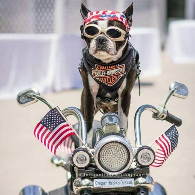 Boston Terrier on motorcycle