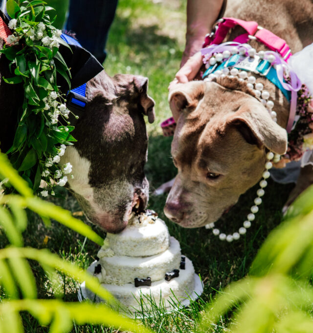 Canine couple sharing cake