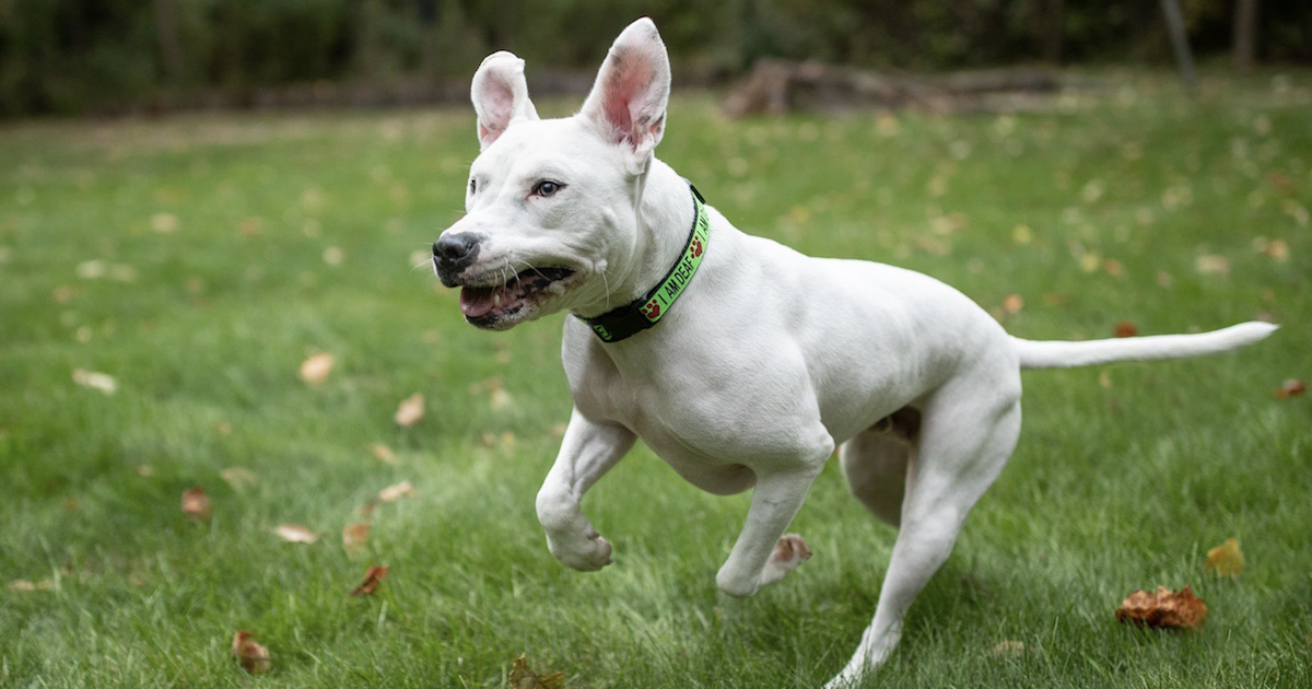 10 Handy Hand Signals for Deaf Dogs