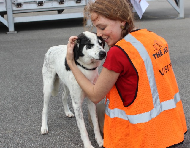 Dog with volunteer 