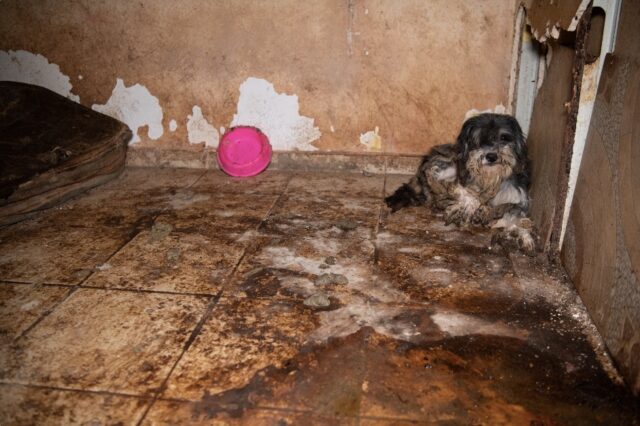 Dog in feces-covered room
