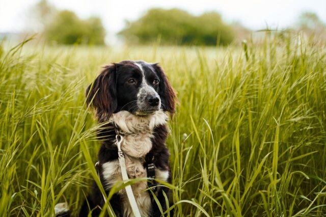 Dog in tall grass
