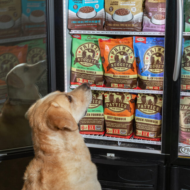 Dog looking at Primal flavors