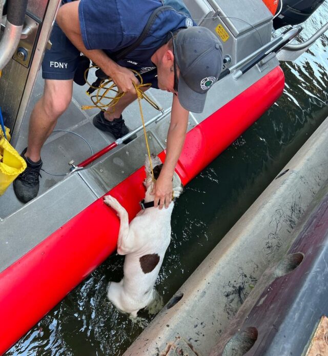 Dog pulled onto boat