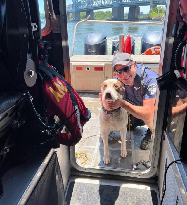 Dog safe on boat