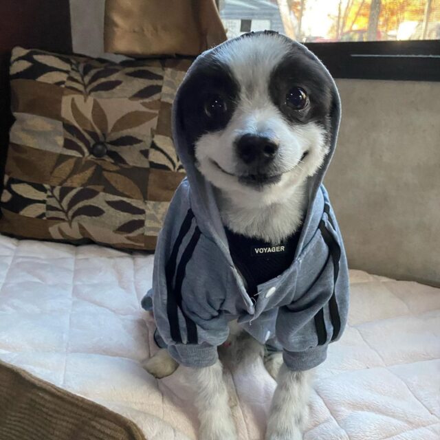 Dog wearing hoodie