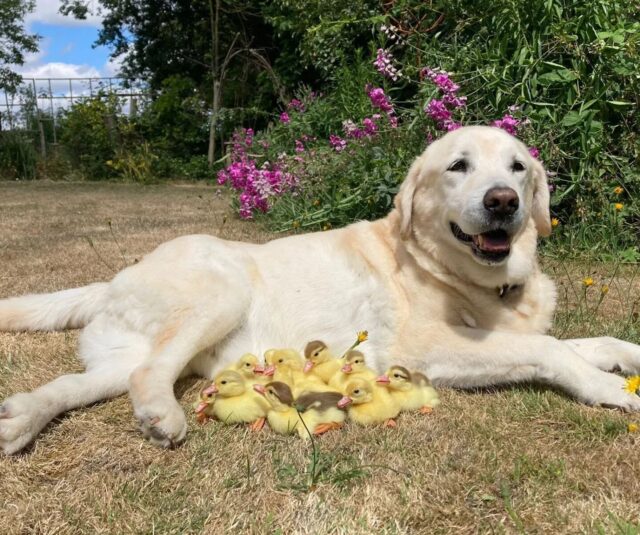 Dog with ducklings