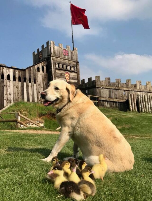 Dog with ducklings at castle