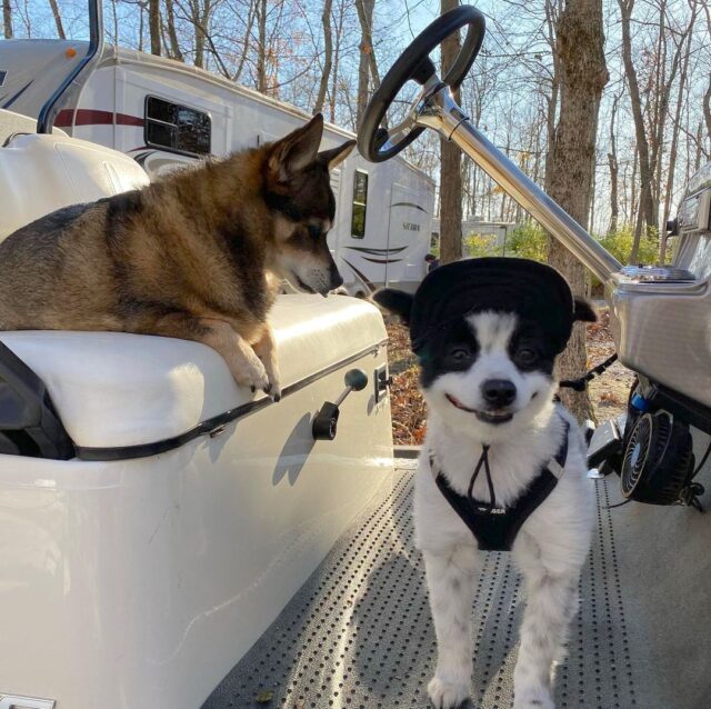 Dogs on golf cart