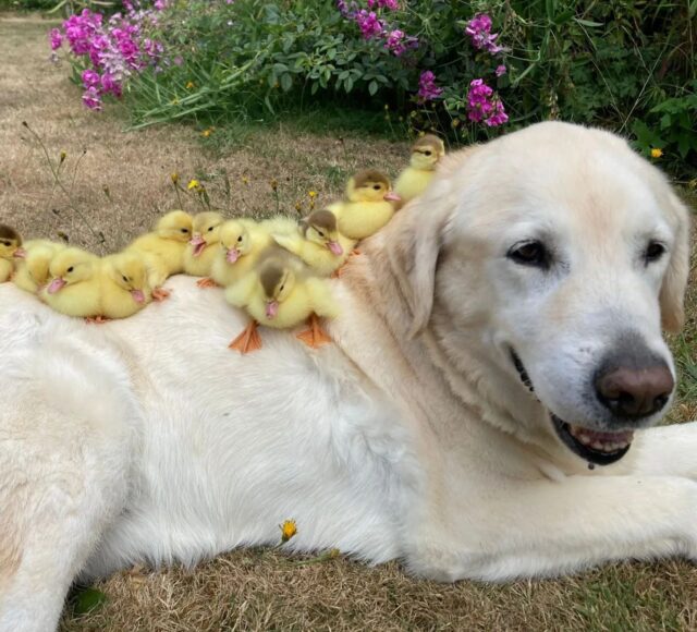 Ducklings on dog's back