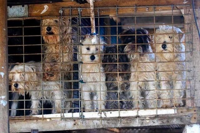 Fluffy dogs in puppy mill