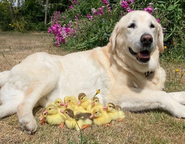 Fred and ducks