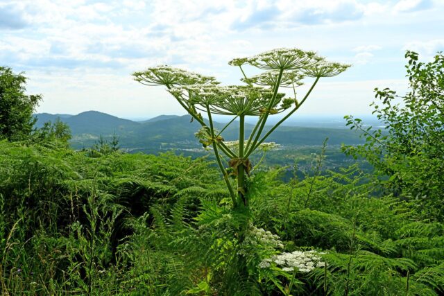 Giant hogweed in nature