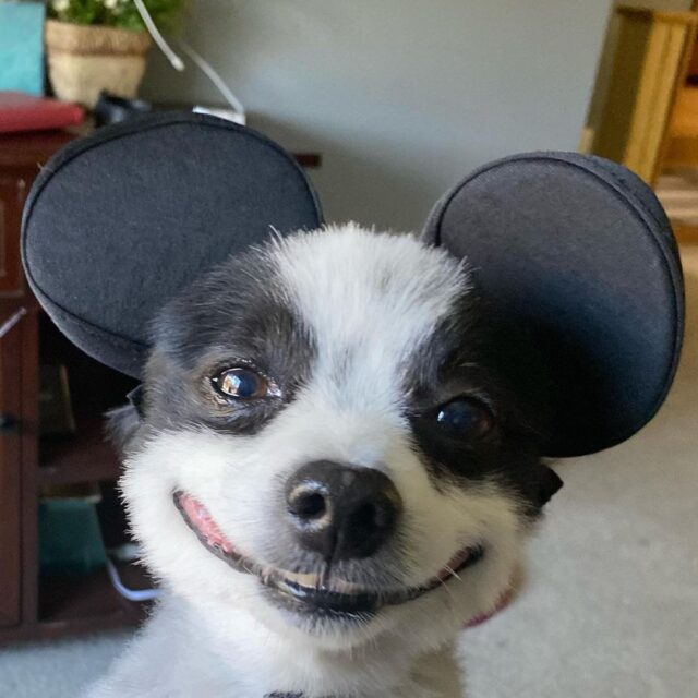 Happy dog dressed as mouse