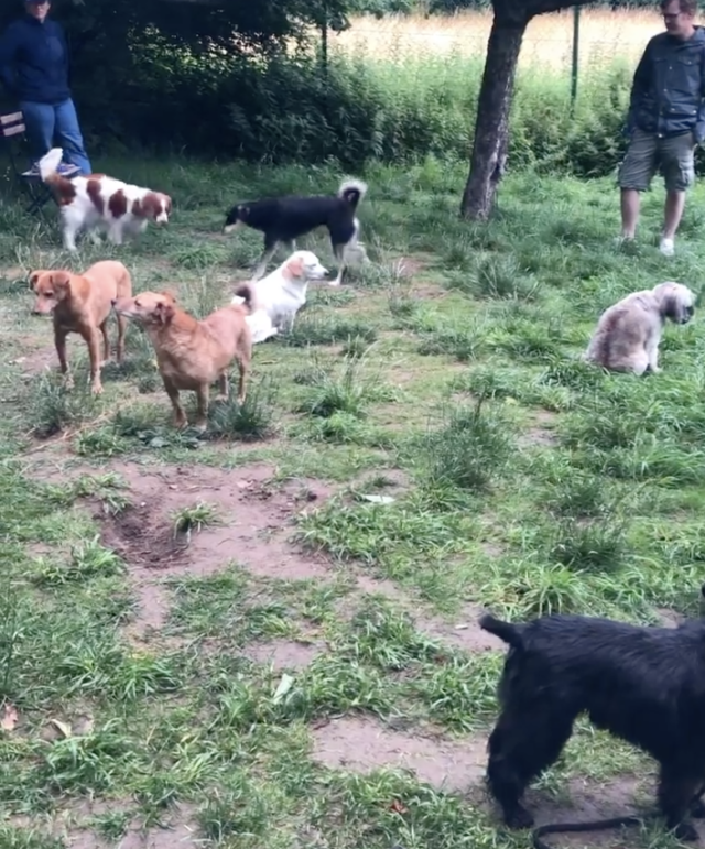 Introverted dog meetup