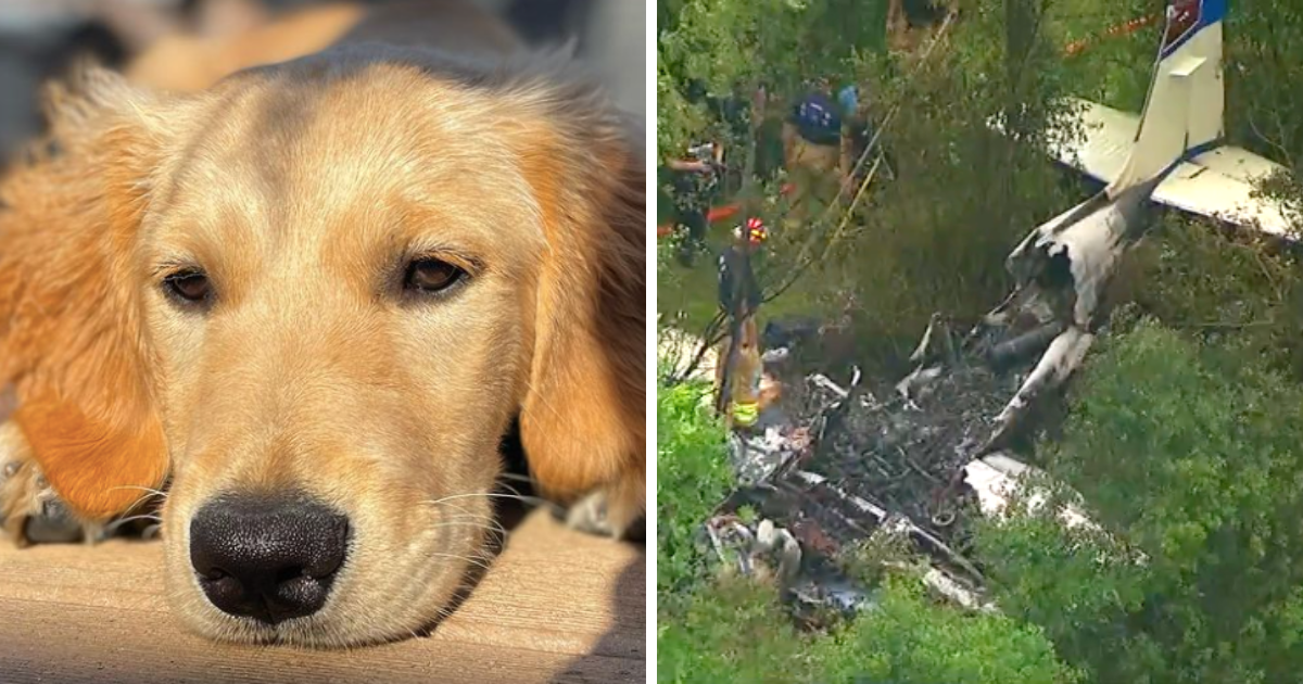 Olympian's Fearless Puppy Survives Plane Crash That Nearly Killed Her ...