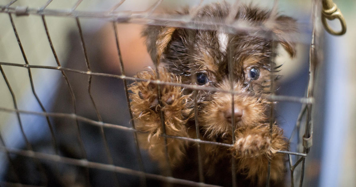 Pet Lovers Rejoice As New York Gets Closer To Banning Puppy Stores
