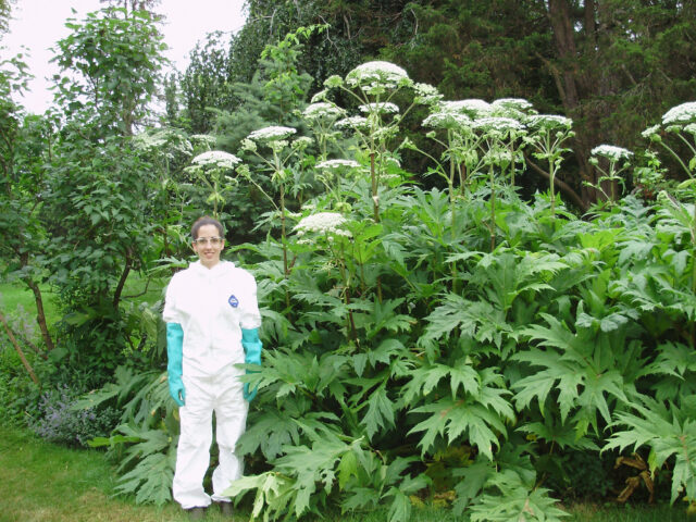 Person standing by giant hogweed