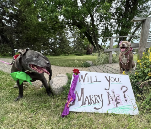 Pit Bull Proposes