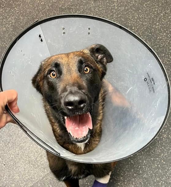 Police K9 Recovery