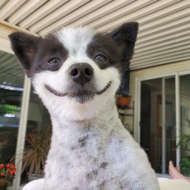 Pomeranian smiling