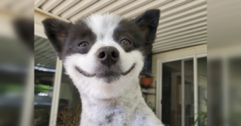 Pomeranian smiling