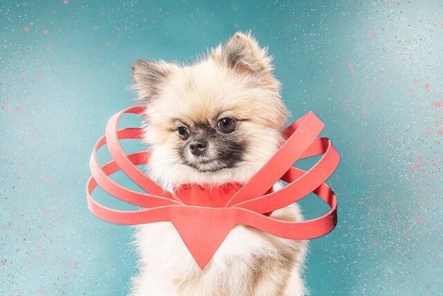 Pomeranian with special collar