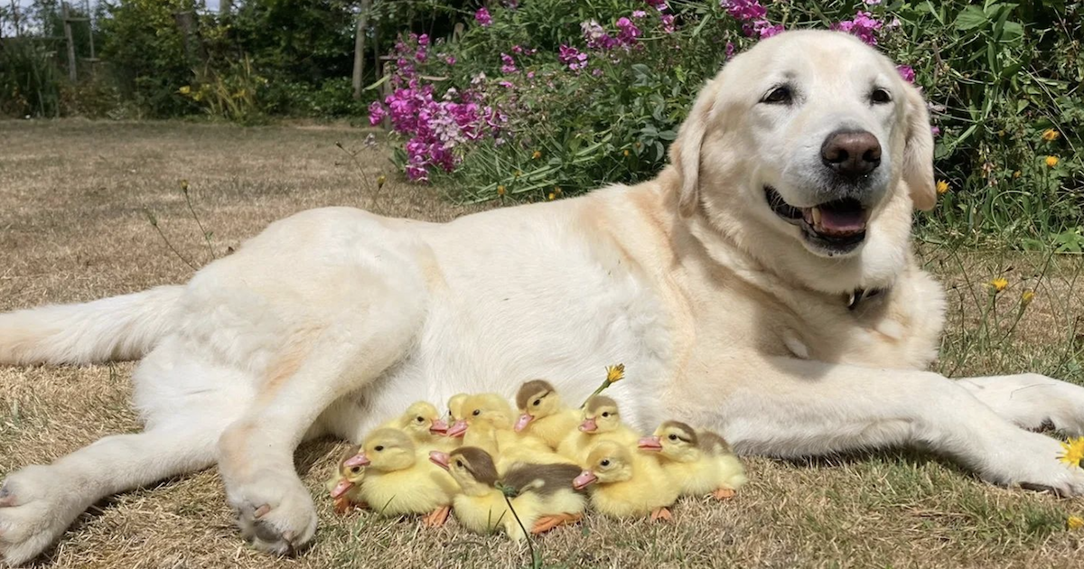 Senior dog adopts ducklings