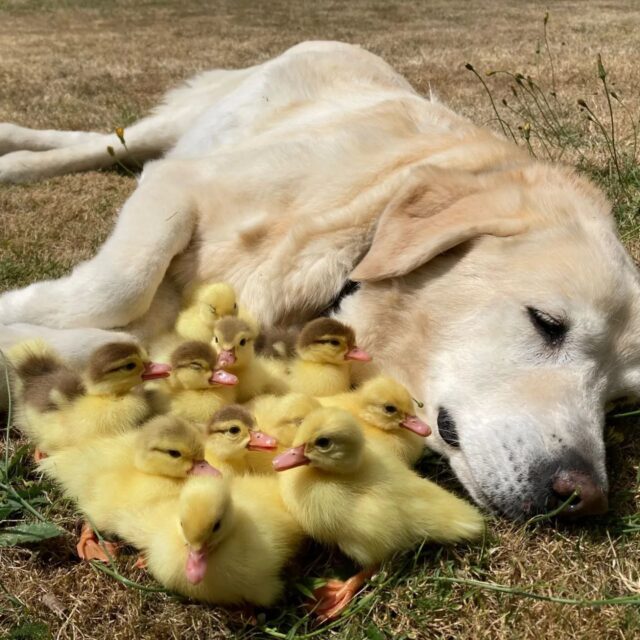Senior dog cuddling with ducklings