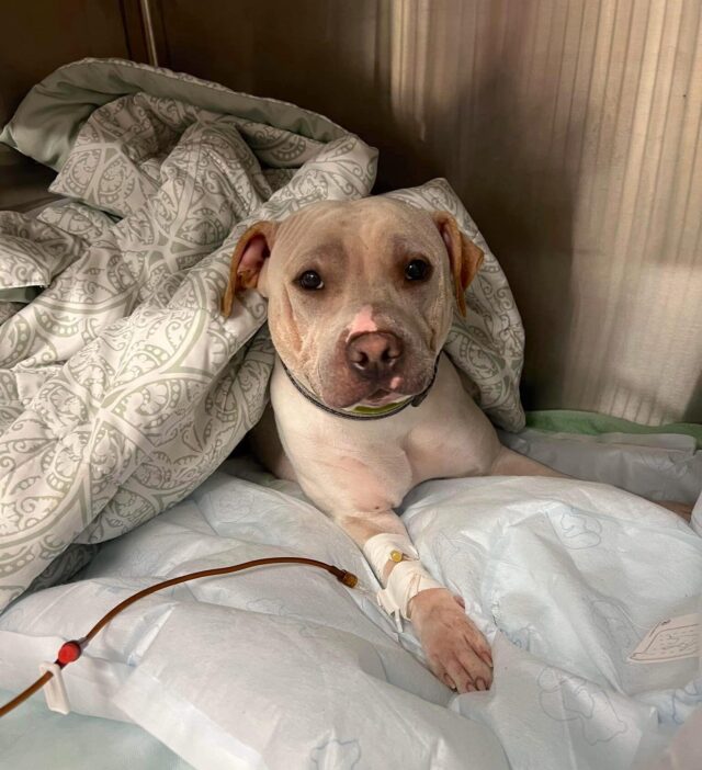 Shelter Dog recovering