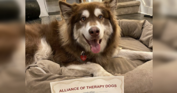 From slaughterhouse to therapy dog