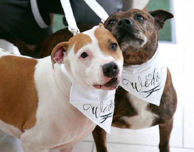 Dogs with wedding bandana