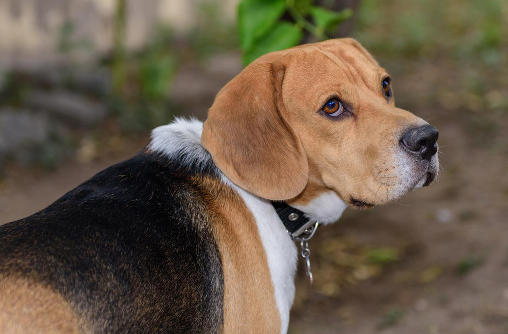10 Best Supplements for a Senior Beagle