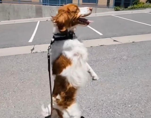 dexter dog walks like human