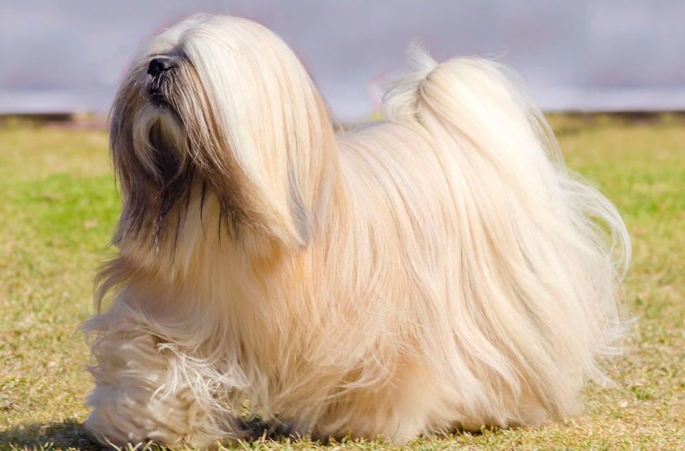 10 Best Supplements for a Senior Lhasa Apso