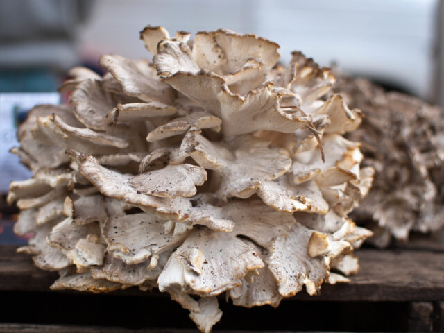 maitake mushroom benefits for dogs