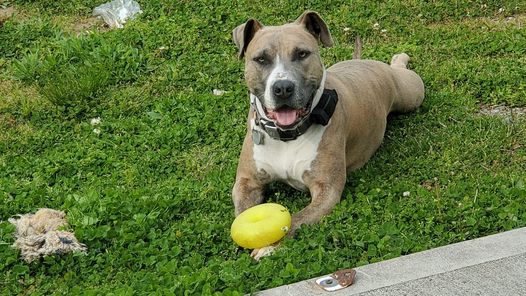 handel dat is alles Vertrouwen op De 14 beste duurzame speeltjes voor Pit Bulls - Stichting Signaal Hond:  Alles over honden