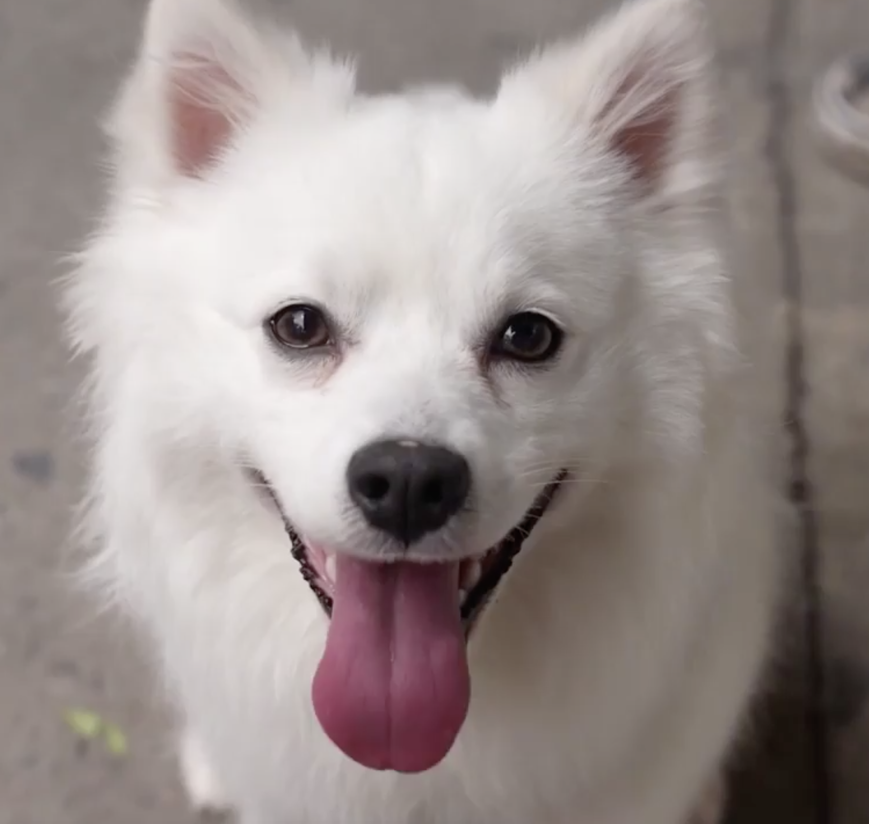 American_Eskimo_Dog