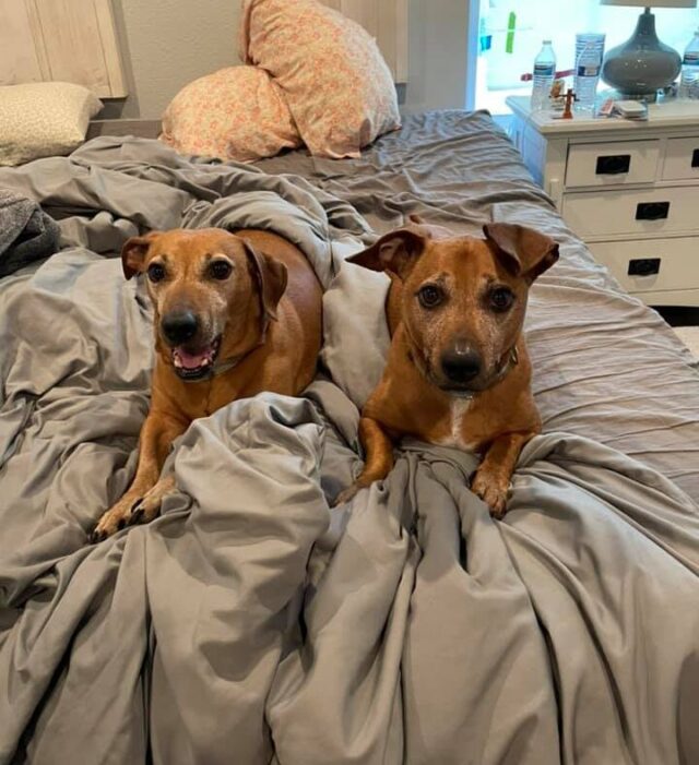 Bennie and Lennie on bed