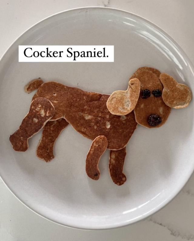 Cocker Spaniel pancake