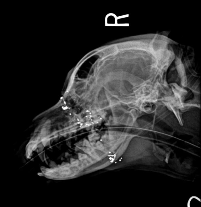 Corgi gunshot x-ray