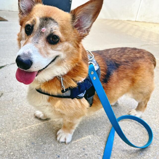 Corgi recovering from bullet wound