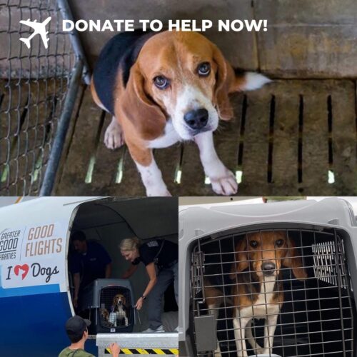Fly Like A Beagle Flight - Donate To Help Mass-Bred Beagles Get To Safety