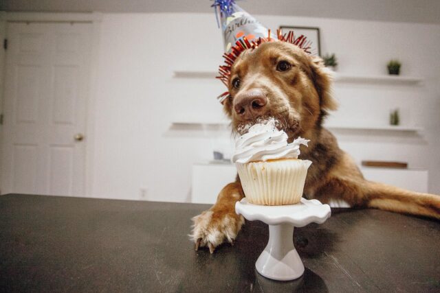 Hond verjaardagstaart