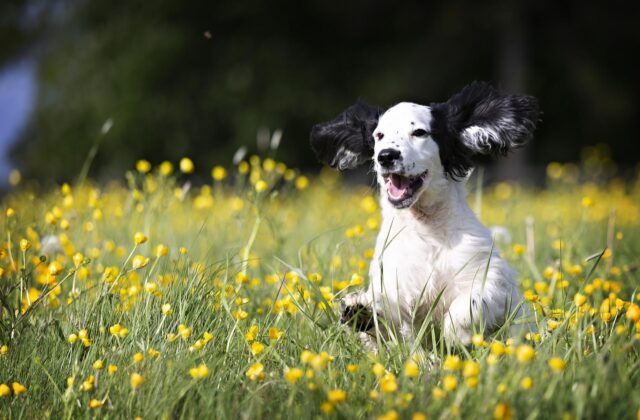 Dog frolicking in flowers