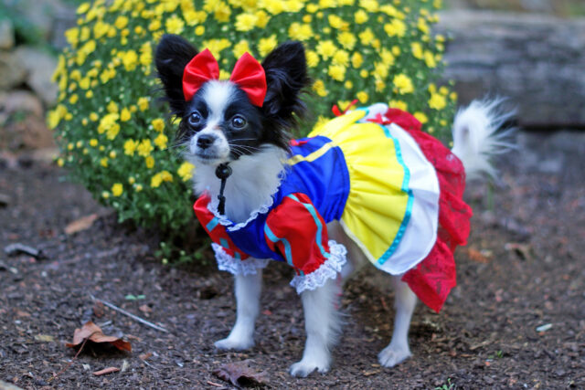 Dog in Snow White dress