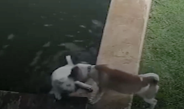 Hond redt verdrinkende puppy
