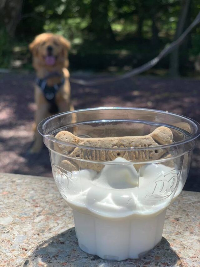 Dog standing near Pup Cup